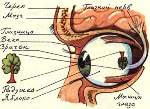 Органы чувств глаза картинки для детей